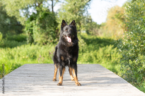 Portrait of a nice shepherd on the pier
