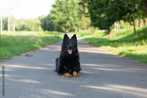 Dog breed Chodsky dog, front view