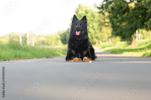 Dog breed Chodsky dog, lying front view from below