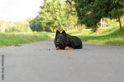 Dog breed Chod dog lying on command photo