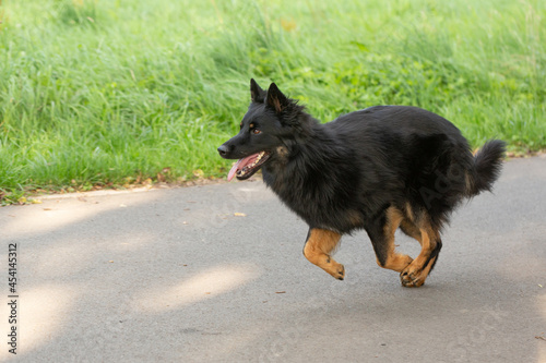 Dog breed Chodsky dog, running