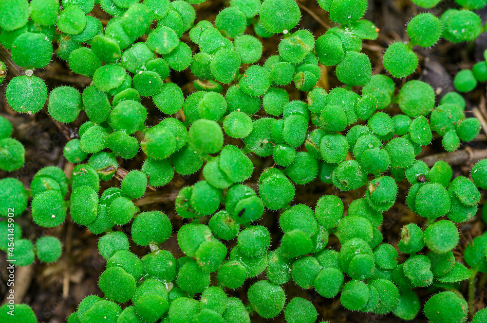 Obraz premium close up of green peas
