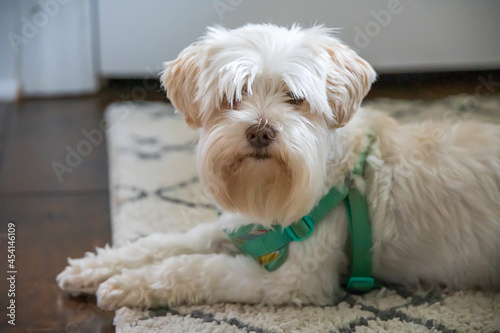 White fluffy dog with a green collar