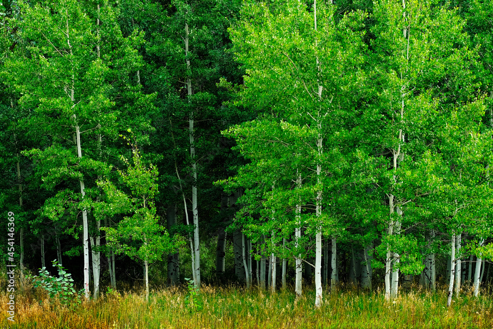 Aspen Trees White Trunk Lush Green in Summer Forest Wilderness Aspen Trees White Trunk Lush Green in Summer Forest Wilderness