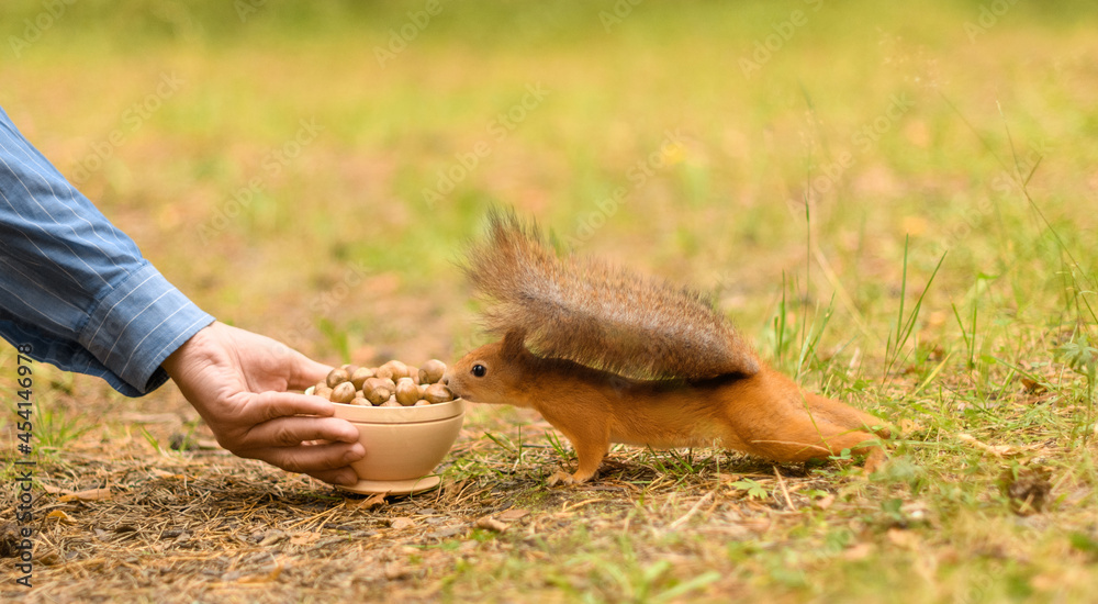 Obraz premium Hungry squirrel is sniffing a bowl of hazelnuts with its nose.