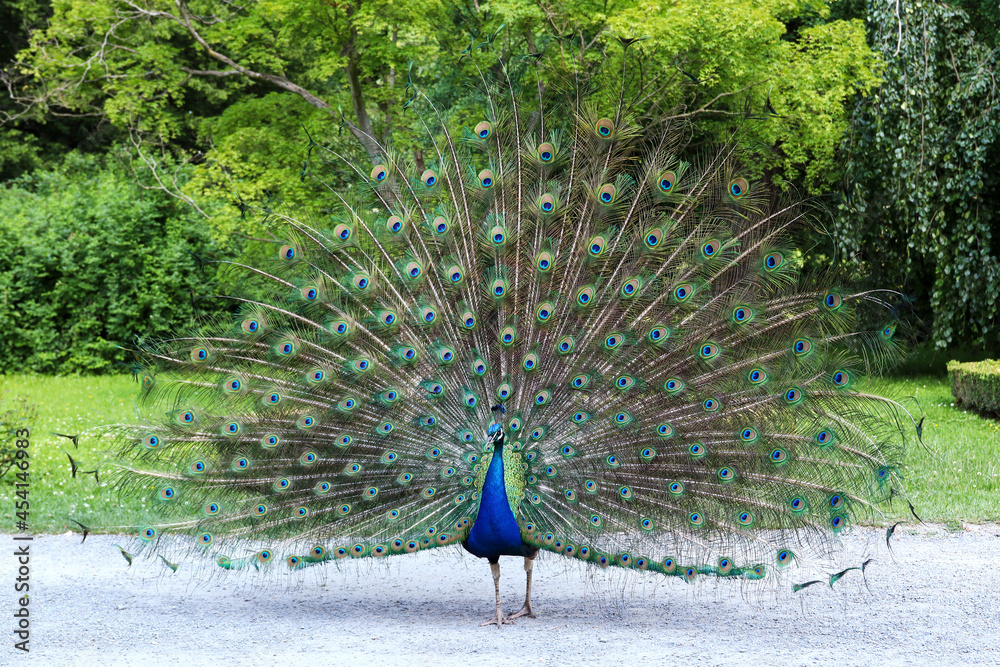 Obraz premium Proud peacock showing its beautiful feathers with eye-like markings