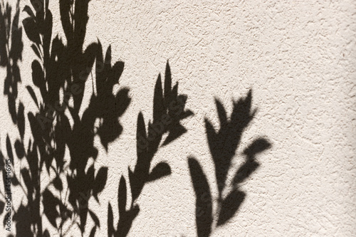 Shade of psidium cattleyanum foliage on textured wall photo