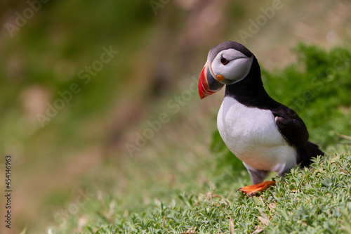 puffin standing on a rock cliff . fratercula arctica