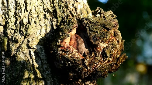 suvel round growth on a tree trunk close-up photo