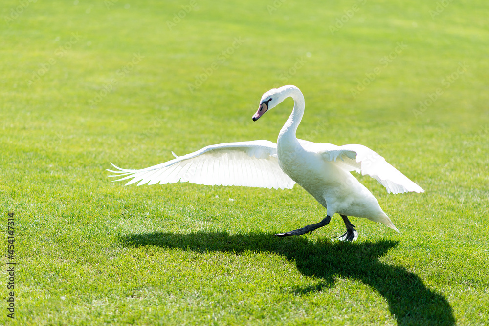 graceful white swan walks on the grass, beautifully spread its wings graceful white swan walks on the grass, beautifully spread its wings