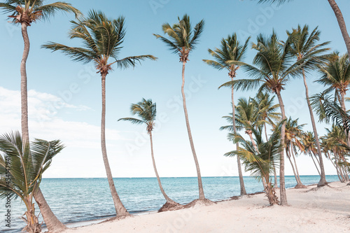 Coconut palm trees an pristine bounty beach © photopixel