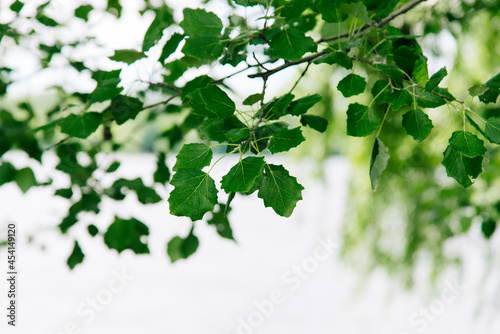 Green leaves close-up on a background of blurred greenery in the park