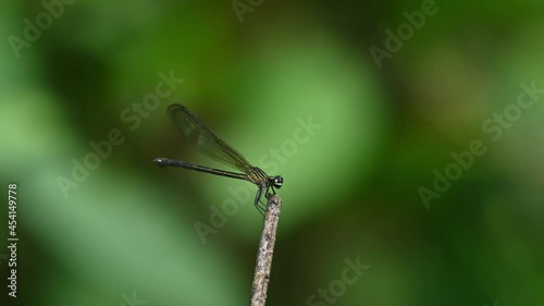 Peacock Jewel, Aristocypha fenestrella, Kaeng Krachan National Park, UNESCO World Heritage, Thailand; facing to the right perched on twig as the camera zooms out and almost without movement. photo