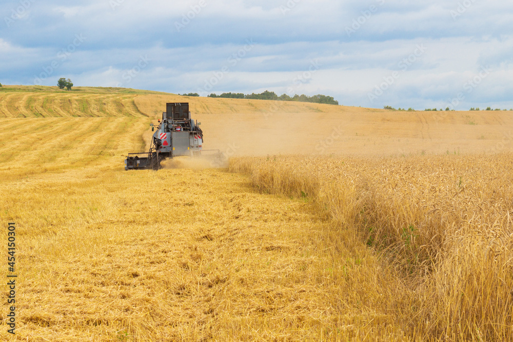 Fototapeta premium Rural landscape with combine harvester harvest ripe wheat in the field at the end of summer. Farming agricultural background. Back view
