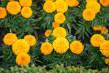 Tagetes erecta (American marigolds, African marigolds). Bright yellow flowers close-up in the garden.	