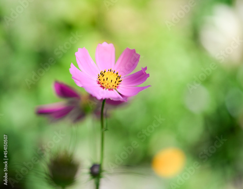 Cosmos flowers beautiful in the garden. Close-up. Postcard. Space for your text. 