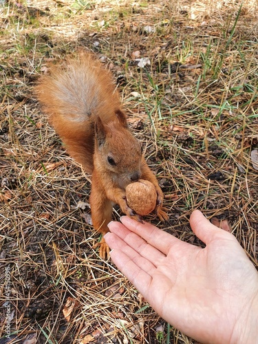 squirrel in the hand