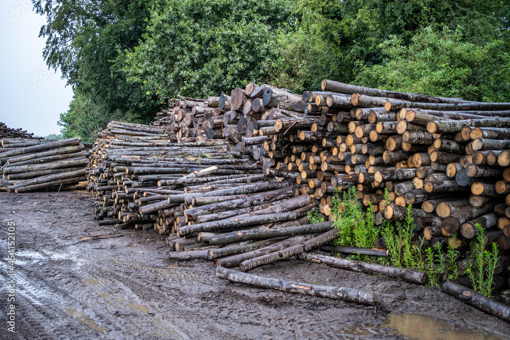 Timber for fire wood