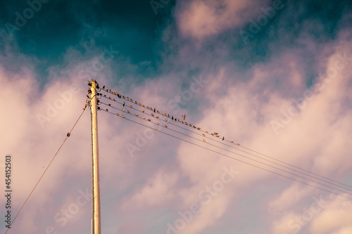 Closeup of birds perched on electric lines of a pole