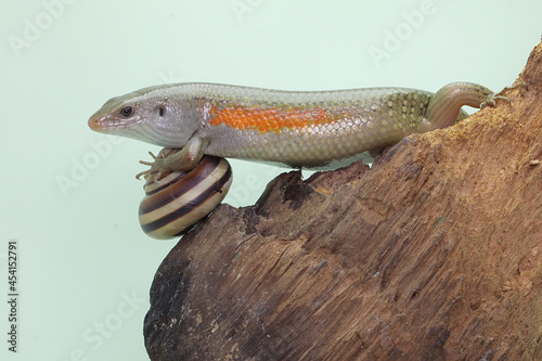 An adulit common sun skink is sunbathing before starting his daily activities. This reptile has the scientific name Mabouya multifasciata. 