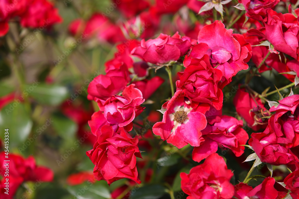 Red roses in the garden, blurred background Red roses in the garden, blurred background
