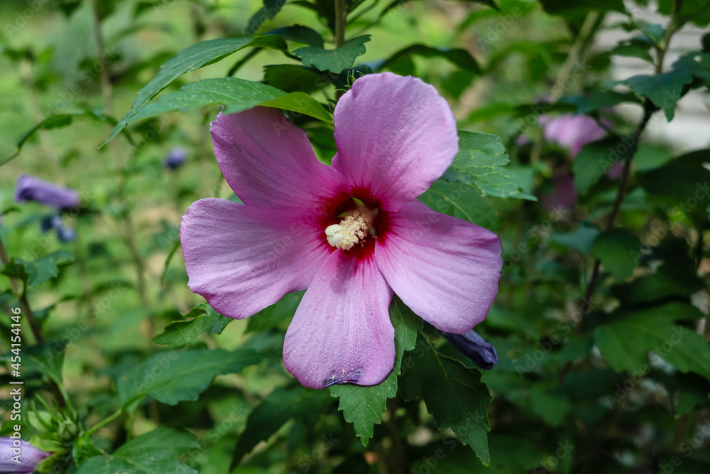 flower of the plant called hibiscus syriacus
