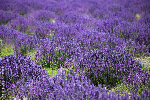 Lavendel auf dem Feld