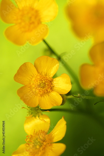 Żółte kwiaty, kaczeńce, wiosna, rośliny © Marcin