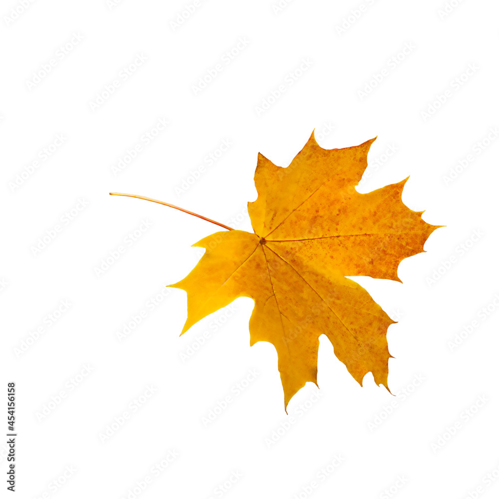 Yellow maple leaf as a symbol of autumn, as a seasonal concept on an isolated white background. Yellow maple leaf as a symbol of autumn, as a seasonal concept on an isolated white background.