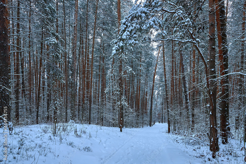 Fototapeta premium Winter forest, gloomy, seasonal landscape. Snow in the forest. Dense snow forest on cloudy day. Branches of tall trees in cold frost.