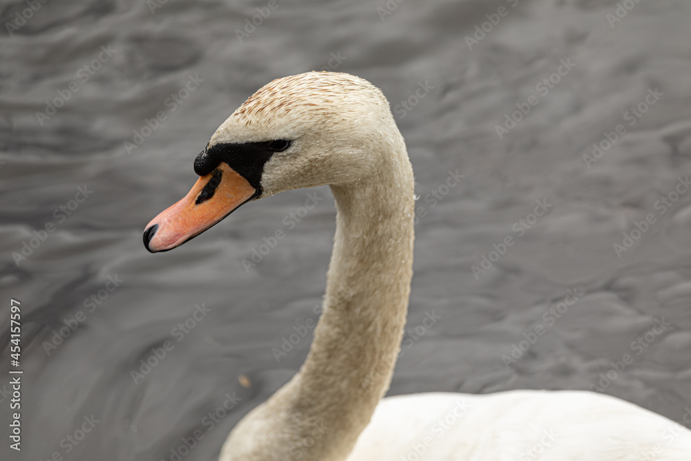 A closeup shot of a swan swimming in the pond A closeup shot of a swan swimming in the pond