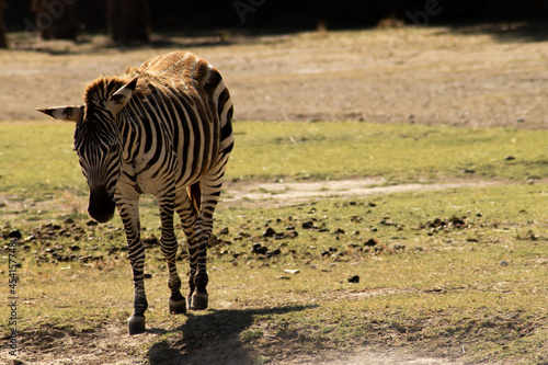 Zebra ind the afrecan reserve