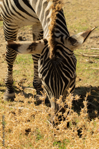Zebra ind the afrecan reserve