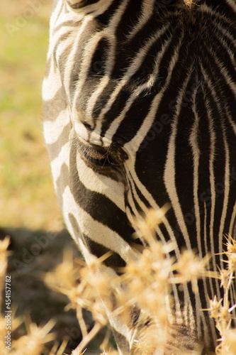 Zebra ind the afrecan reserve