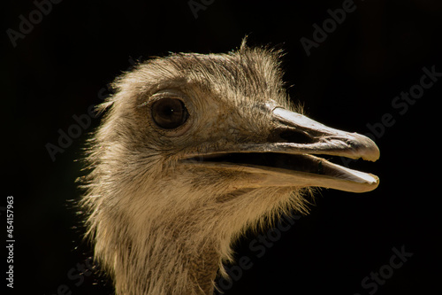 Ostrich in the african reserve