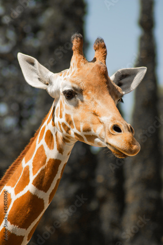 portrait of a giraffe