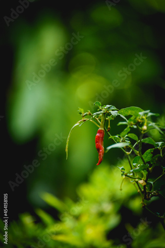 Фотография Closeup of red chili hanging on the tree