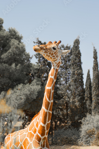 giraffe in the wild