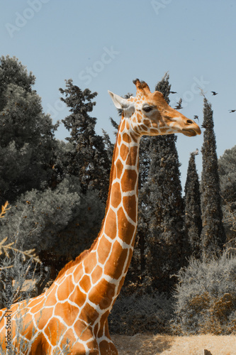 giraffe in the zoo