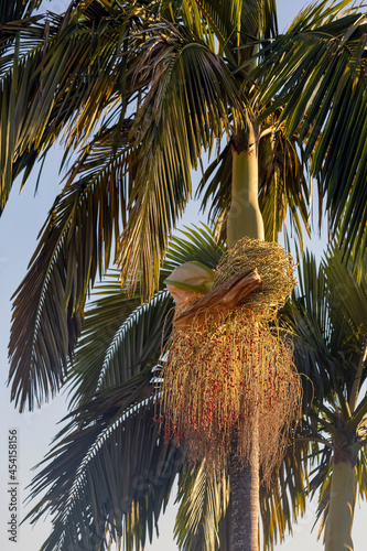 Redf ruit berry seeds growing on a tropical King Palm Tree.Species Archontophoenix cunninghamian. Also know as Bangalow palm and Illawara palm. Golden hour. photo