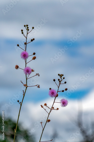 A pink wild flower that makes up the biodiversity of the Brazilian savannah. Beautiful and delicate. Cerrado.