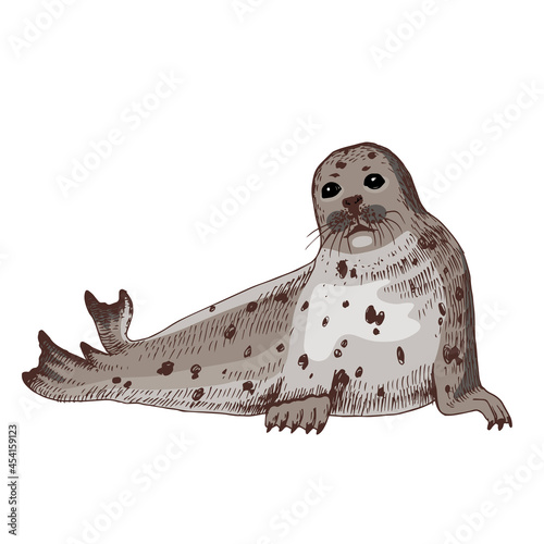 Hand drawn Seal isolated on white background
