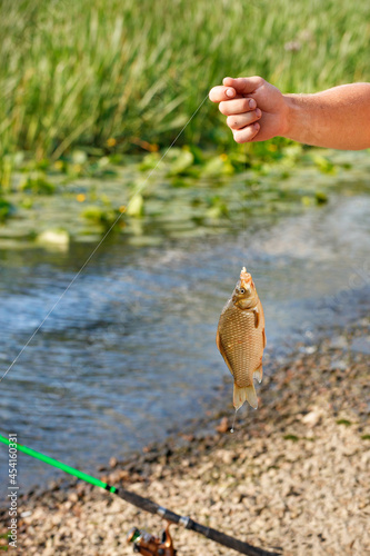 A fisherman's hand holds a caught fish on a fishing line against the background of a summer pond in blur.