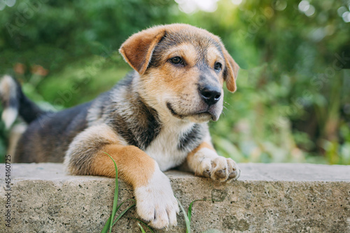Portrait of cute puppy stray dog