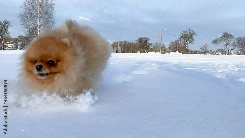Active dog Pomeranian spitz running and playing in the deep snow on a cold winter day Active dog Pomeranian spitz running and playing in the deep snow on a cold winter day