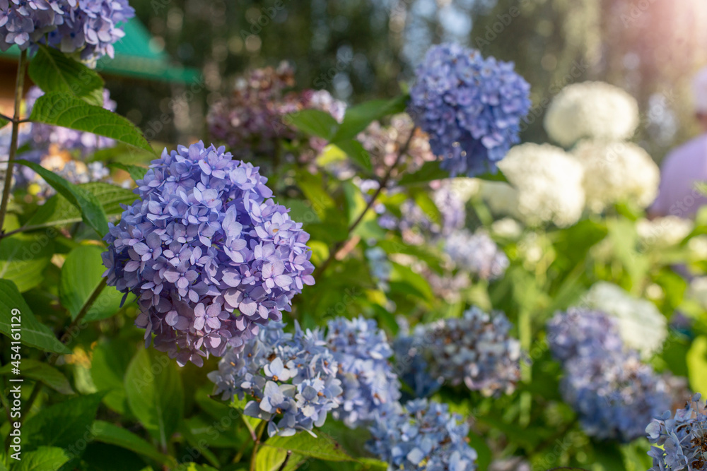 Blue and white hydrangeas in bloom close-up at sunset in the garden with selective focus. Natural flower background Blue and white hydrangeas in bloom close-up at sunset in the garden with selective focus. Natural flower background