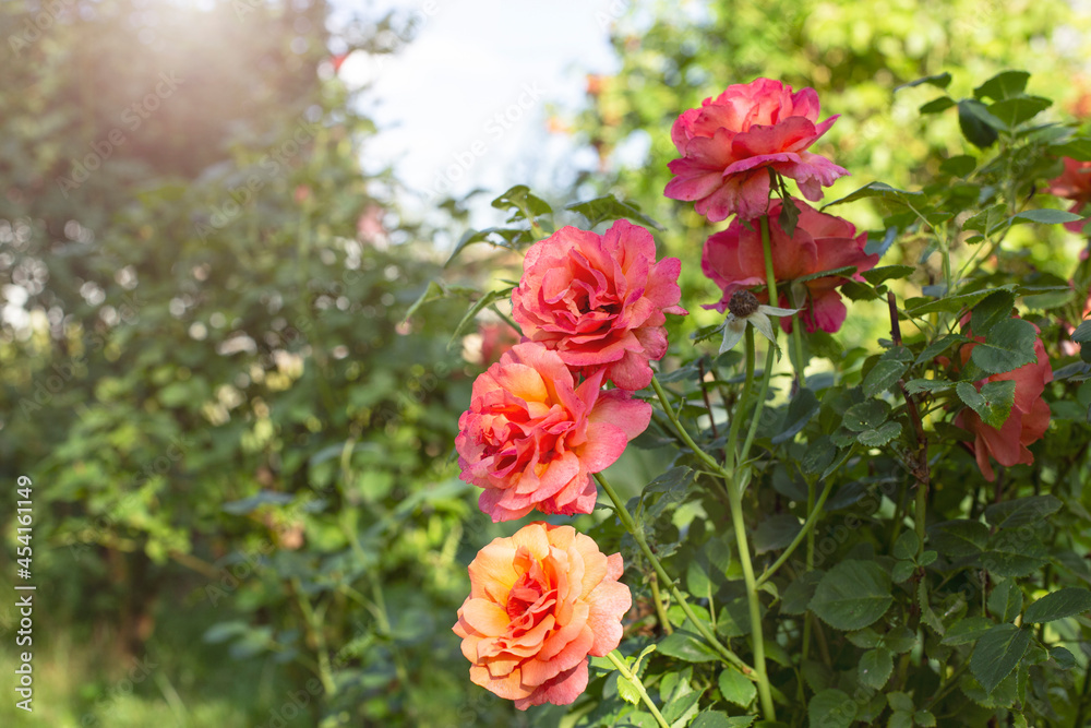 Orange roses bloom in the garden in the setting sun