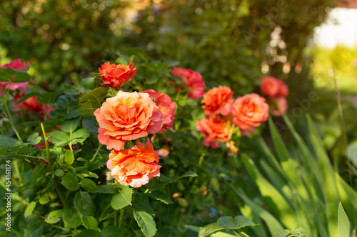Orange roses bloom in the garden in the setting sun
