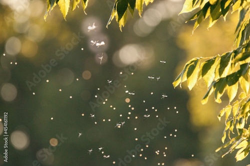 Fotografie Mosquitos swarm flying in the sunset light