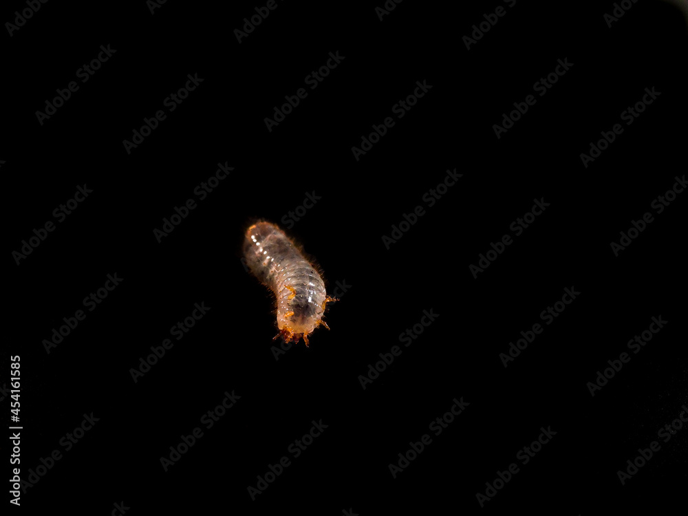 Obraz premium Cetonia larva on a black background. It lives in the soil and compost are not pests but friends of the gardener